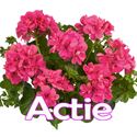 Afbeelding van Geranium Hang P12 Actie Double Ana